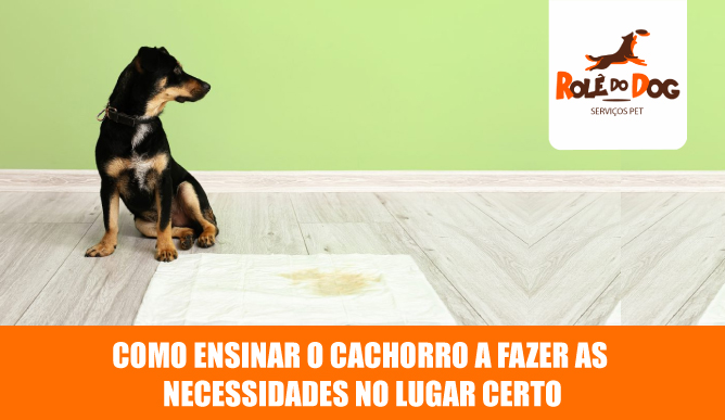 Como ensinar o cachorro a fazer as necessidades no lugar certo