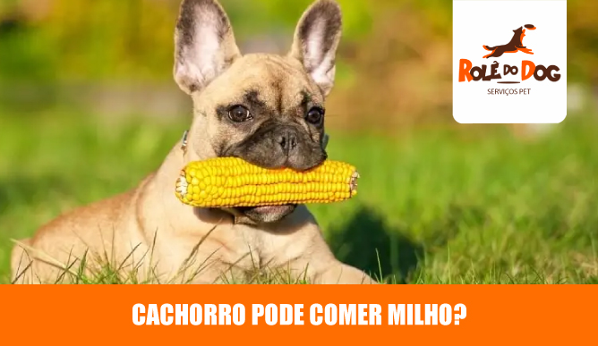 cachorro pode comer milho?