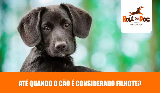Até Quando o Cão é Considerado Filhote: