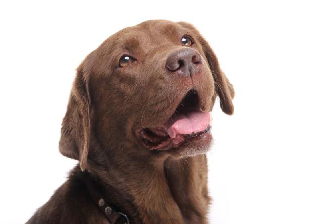 como saber se o cao é de raça