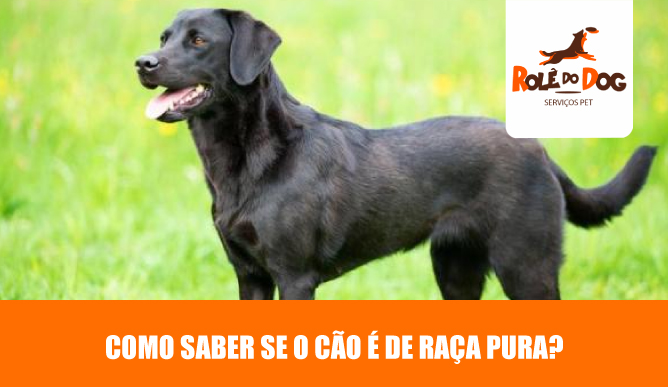 Como Saber se o Cão é de Raça Pura