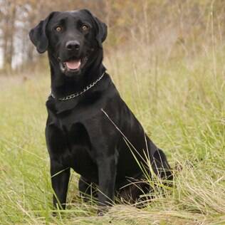 como saber se o cao é de raça