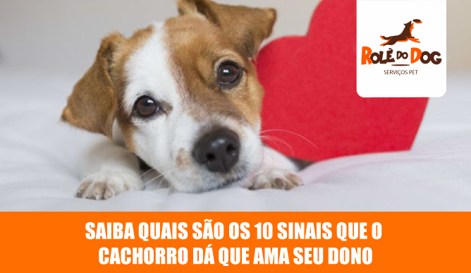 sinais que o cachorro dá que ama seu dono