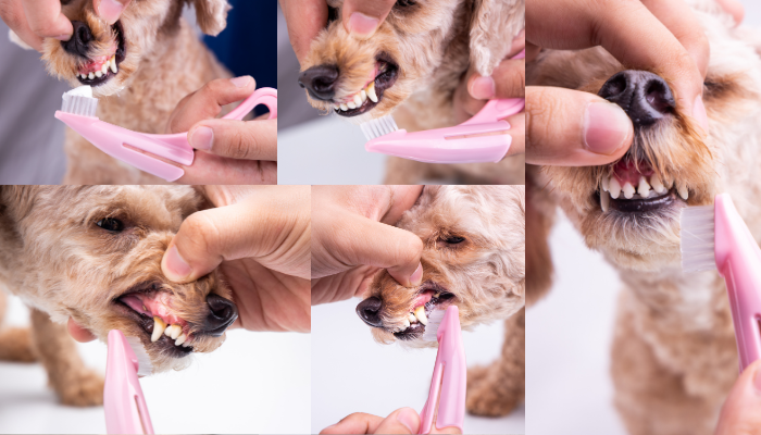 Rotina de Escovação