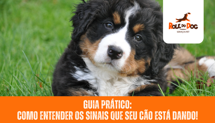 Guia Prático: Como Entender os Sinais que seu Cão Está Dando!