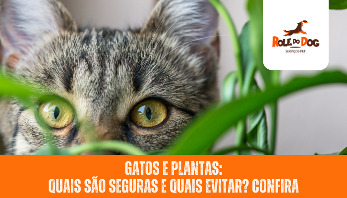 gatos e plantas: quais são seguros e quais evitar