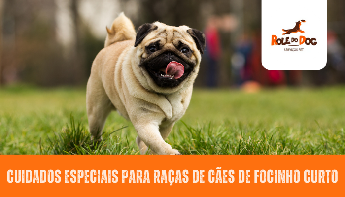 Cuidados Especiais para Raças de Cães de Focinho Curto