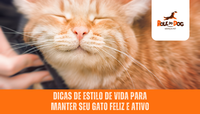 Dicas de Estilo de Vida para Manter seu Gato Feliz e Ativo