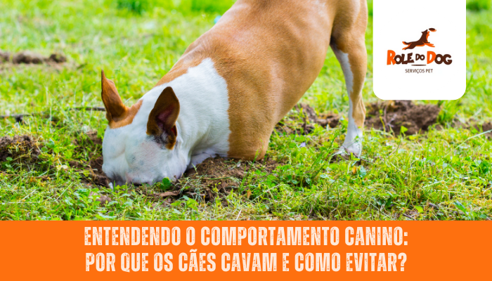 Entendendo o Comportamento Canino: Por Que os Cães Cavam e Como Evitar?