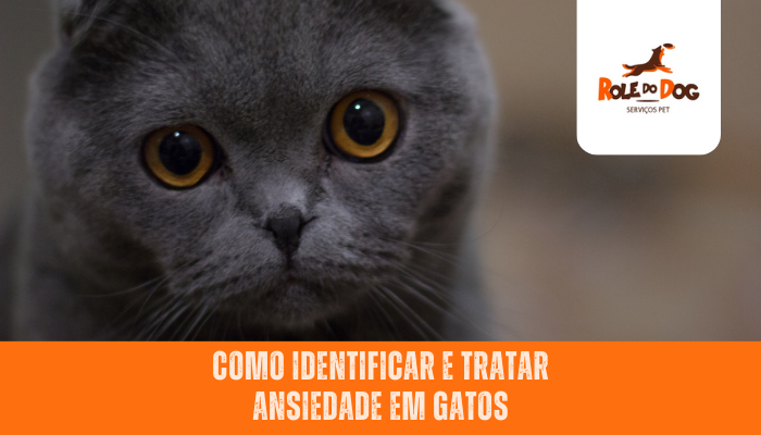 Como Identificar e Tratar Ansiedade em Gatos