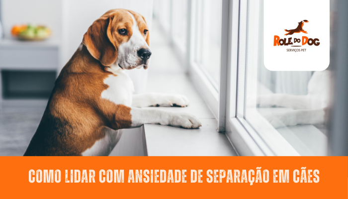 Como Lidar com Ansiedade de Separação em Cães