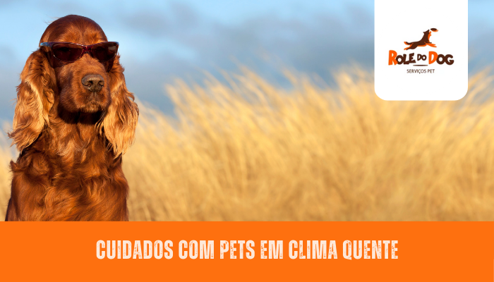 Cuidados com Pets em Clima Quente