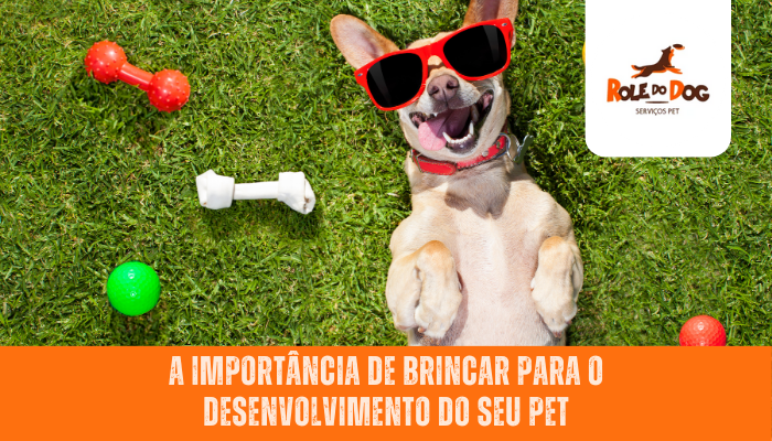 A Importância de Brincar para o Desenvolvimento do seu Pet