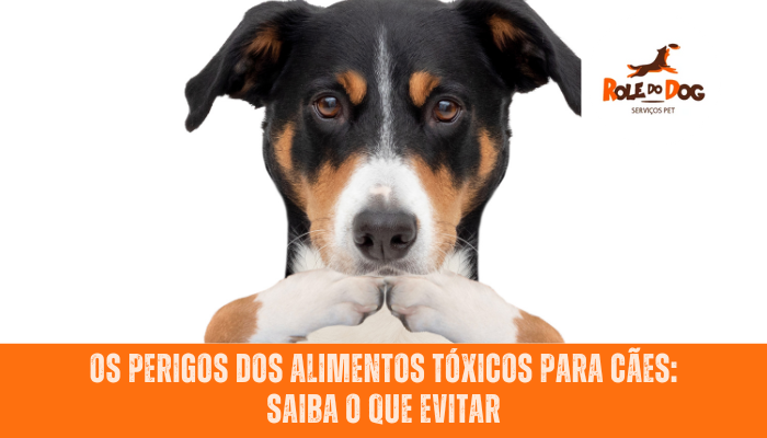 Os Perigos dos Alimentos Tóxicos para Cães: Saiba o que Evitar