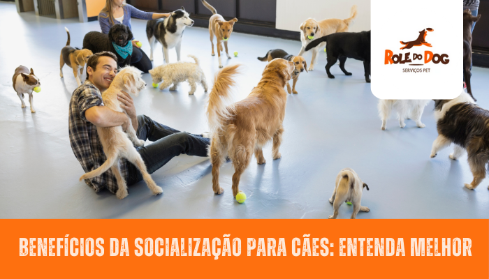 Benefícios da Socialização para Cães: Entenda Melhor
