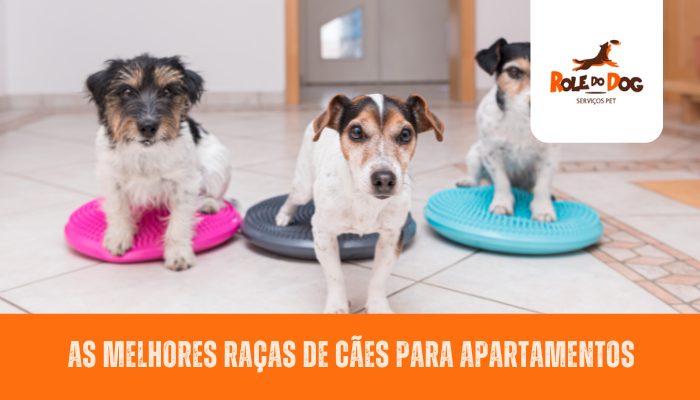 Melhores Raças de Cães Para Apartamentos - Confira!