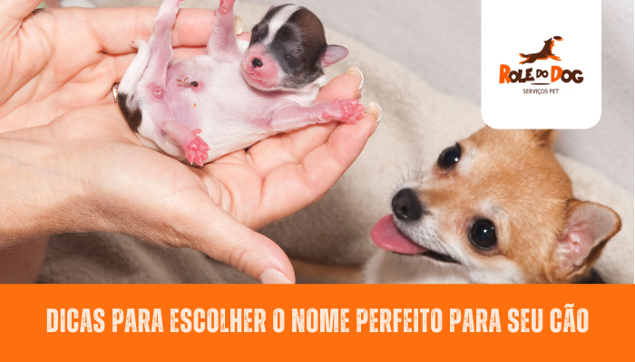 Dicas para escolher o nome perfeito para seu cão.