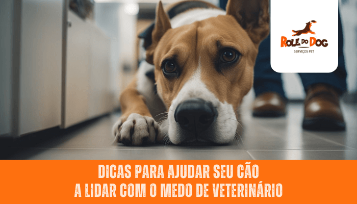 Dicas para ajudar seu cão a lidar com o medo de veterinário