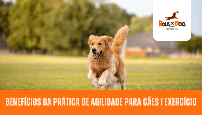 Benefícios da Prática de Agilidade para Cães | Exercício