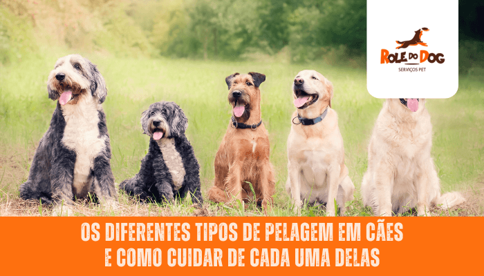 Os diferentes tipos de pelagem em cães e como cuidar de cada uma delas