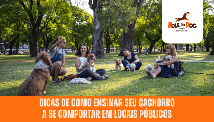 Dicas de como ensinar seu cachorro a se comportar em locais públicos