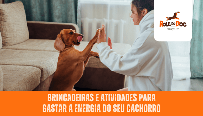 Brincadeiras e Atividades para Gastar a Energia do Seu Cachorro