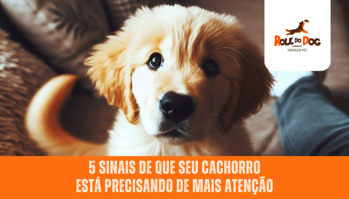 5 Sinais de Que Seu Cachorro Está Precisando de Mais Atenção
