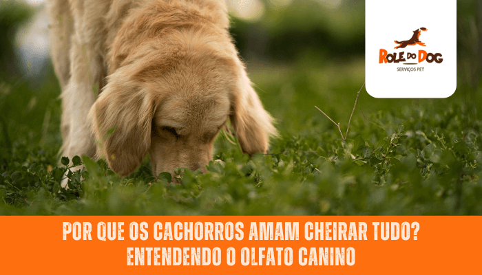 Por Que Os Cachorros Amam Cheirar Tudo? Entendendo o Olfato Canino