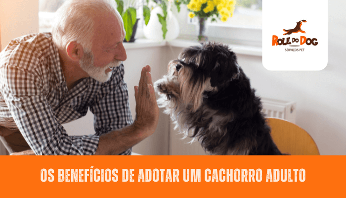 Os Benefícios de Adotar um Cachorro Adulto