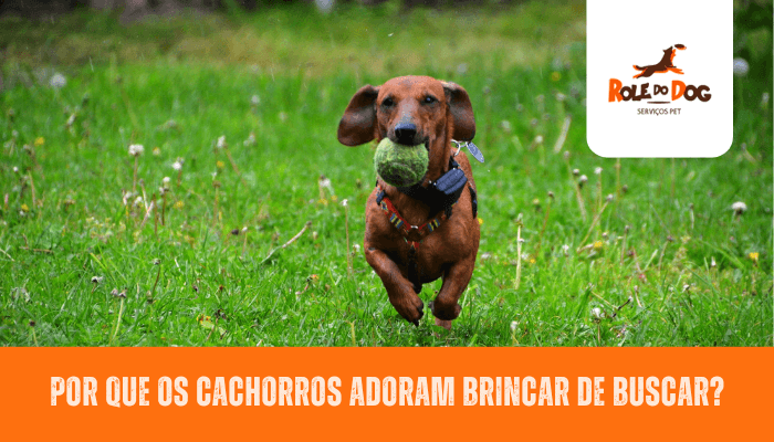 Por Que os Cachorros Adoram Brincar de Buscar?