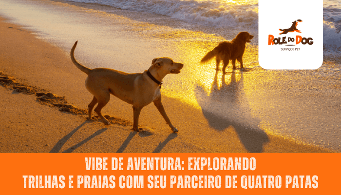 Vibe de Aventura: Explorando Trilhas e Praias com Seu Parceiro de Quatro Patas