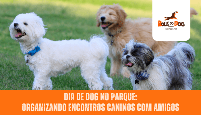 Dia de Dog no Parque: Organizando Encontros Caninos com Amigos