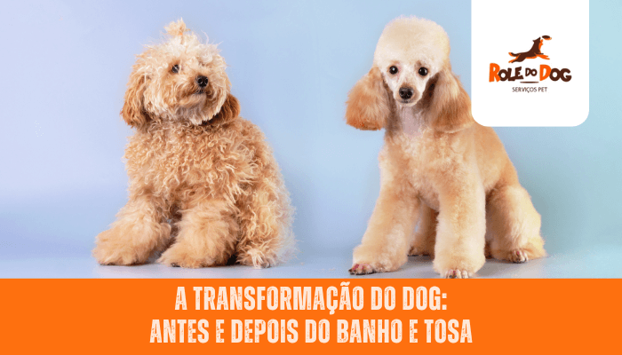 A Transformação do Dog: Antes e Depois do Banho e Tosa