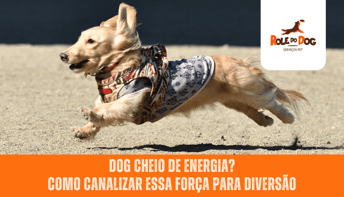 Dog Cheio de Energia? Como Canalizar essa Força para Diversão