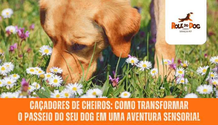 Caçadores de Cheiros: Como Transformar o Passeio do Seu Dog em uma Aventura Sensorial