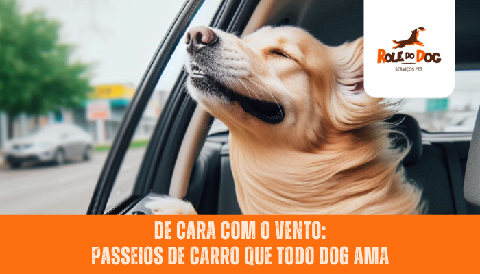 De Cara com o Vento: Passeios de Carro que Todo Dog Ama