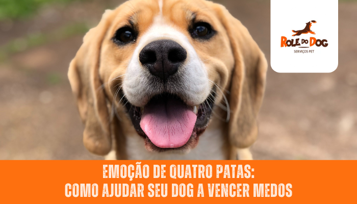 Emoção de Quatro Patas: Como Ajudar Seu Dog a Vencer Medos