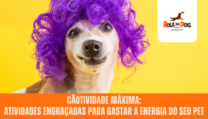 Cãotividade Máxima: Atividades Engraçadas para Gastar a Energia do Seu Pet
