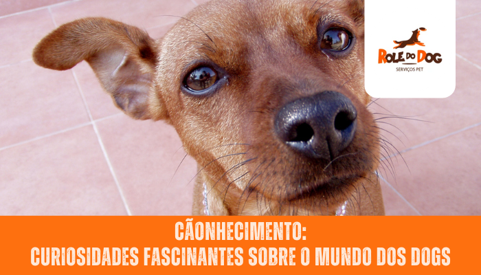 Cãonhecimento: Curiosidades Fascinantes sobre o Mundo dos Dogs