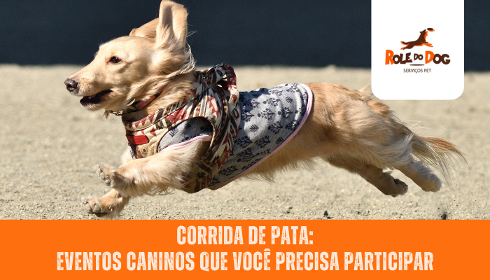 Corrida de Pata: Eventos Caninos Que Você Precisa Participar